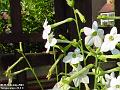 2003-0716Nicotiana